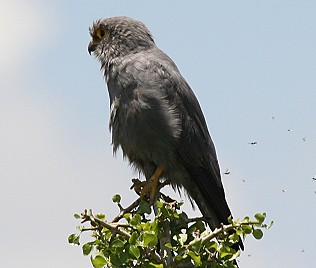 Graufalke, Falco ardosiacus